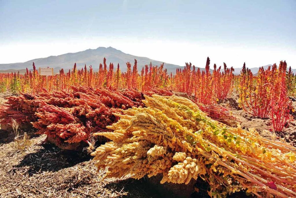 hvor dyrkes quinoa